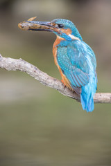 Obraz premium Eisvogel