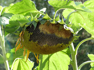 Подсолнечник