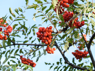 Sorbus