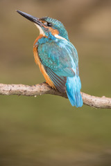 Eisvogel