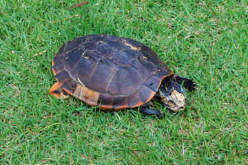 Carrion turtle , turtle deaths