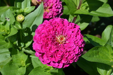 Zinnie in Pink gefüllt