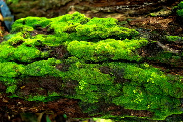 Wood textured background with green moss