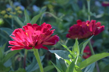 Zinnien gedeihen im Sommergarten