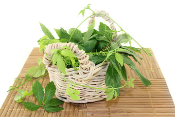 Jiaogulan