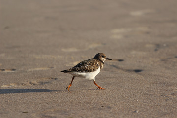 Ptak na plaży