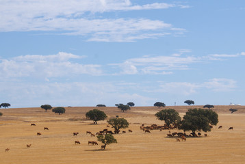 Alqueva Alentejo 
