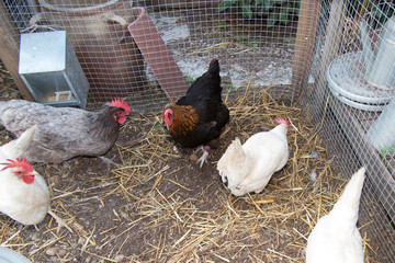 Beautiful hens in a coop