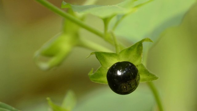 Tollkirsche, Atropa belladonna, Beere, tödliche Heilpflanze