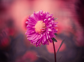 Obraz premium red flower at colorful background