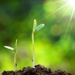 The growth of green plants. Growth concept and restart