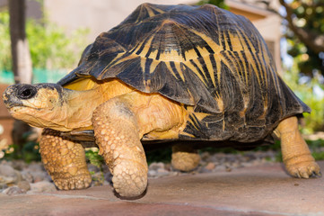 Radiata / In the picture we see a great radiata tortoise walking on a stone floor