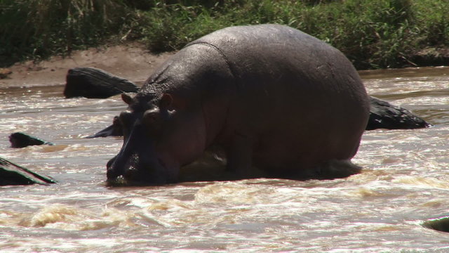  A hippo trying to walk on rocky river