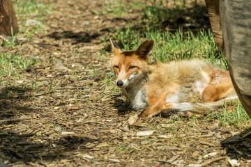 Naklejka na ściany i meble fox in Kaunas zoo