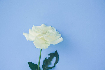 Fototapeta premium white rose with filter effect retro vintage style