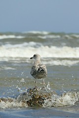 Wasserdusche