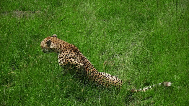 Wild Cheetah walking and sitting in grass safari Masai Mara. Kenya. Africa. Travel tourism adventure in wild savanna nature.