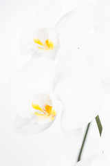 White Moth orchids extreme close up
