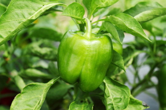 green pepper or bell pepper on plant