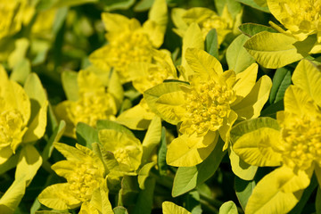 Detailed view of  a Cushion Spurge (Euphorbia epithymoides), a compact, clump-forming  herbaceous...
