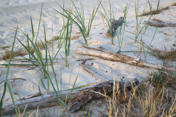 Grass in sand