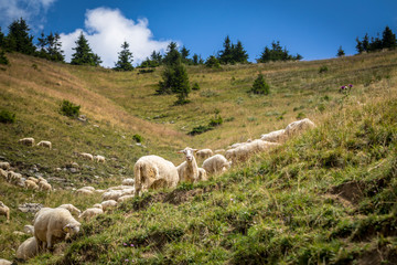 Obraz premium Flock of sheep on mountain pastures