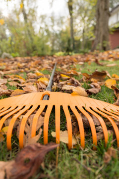 The rake in autumnal garden