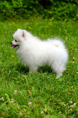 Small white puppy sitting on grass outside