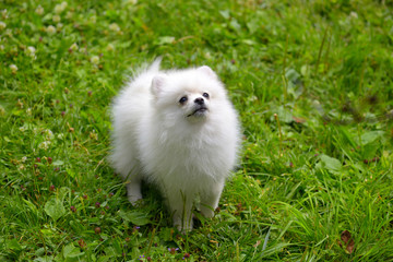 Small white puppy sitting on grass outside