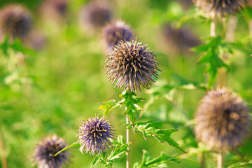 Thistles on a meadow