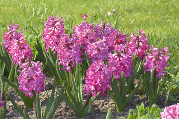 Obraz premium Group of beautiful hyacinths