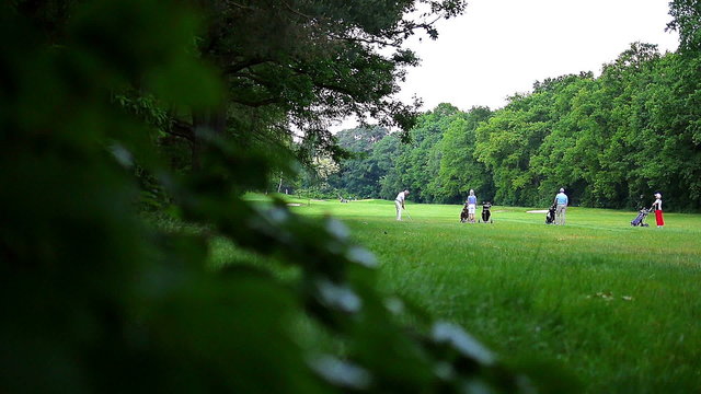 A group of people playing golf at a golf course on a summer day. The view is out of a bush.
