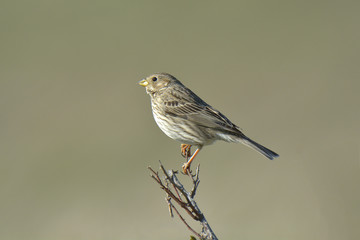 Corn Bunting