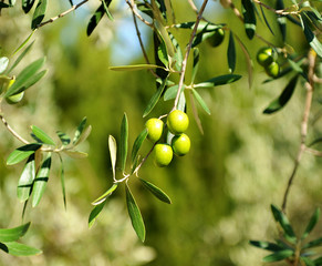 Aceite de oliva, aceitunas en el olivo