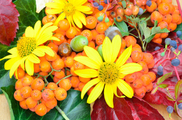 multicolored autumn plant and flowers