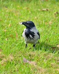 Crow walking through the grass and searching for food.