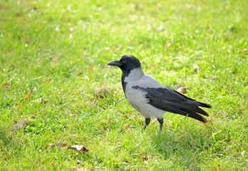 Crow walking through the grass and searching for food.