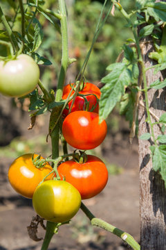 Growth tomatoes
