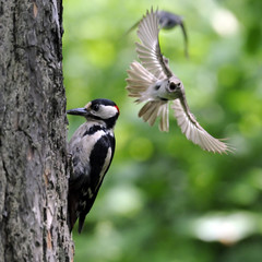 To protect their nest Pied Flycatchers attacks Woodpecker