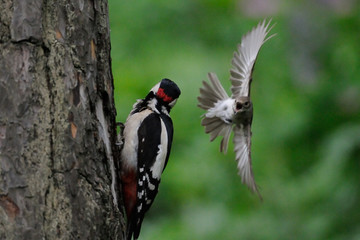 To protect its nest Pied Flycatcher attacks Woodpecker