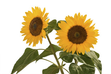 Sonnenblume, Helianthus annuus, gehört zur Familie der Korbblütler.