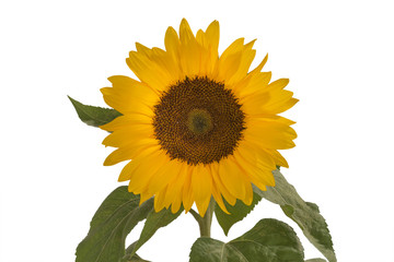 Sonnenblume, Helianthus annuus, gehört zur Familie der Korbblütler.