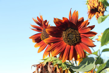 Red sunflowers a background of the blue sky in summer day