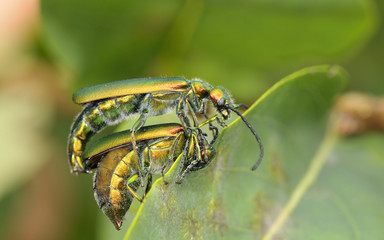 Beetle outdoor (lytta vesicatoria)