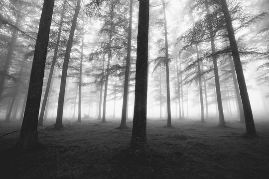 Fototapeta black and white foggy forest