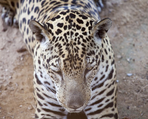 Fototapeta premium Leopard resting