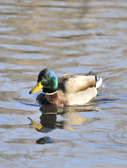 Mallard (Anas platyrhynchos) swimming in the water