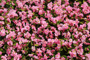 Abstract background of pink flowers