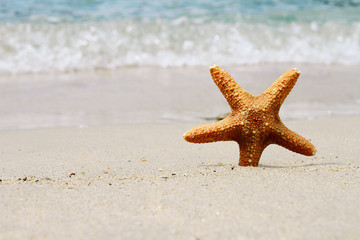 Fototapeta na wymiar Starfish, sand, beach, sea. Summer holiday background