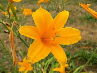 Orange lily flower